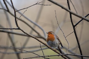 robin on a branch