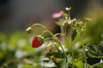 strawberry in the garden