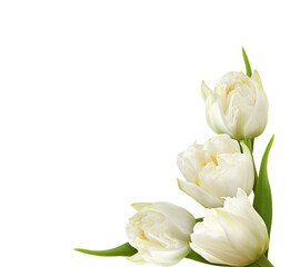 White peony tulip flowers in a corner arrangement isolated on white or transparent background - obrazy, fototapety, plakaty