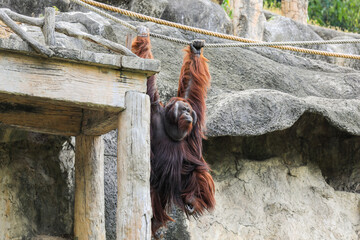Big Male Brown Orangutan Climbing on the Rope, Thailand 