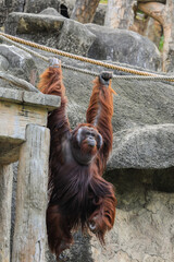 Big Male Brown Orangutan Climbing on the Rope, Thailand 