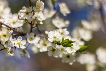 Apple blossoms against the sky.Selective focus.,