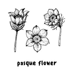 Pulsatilla or Pasque flower hand drawn sketch. Vector illustration. Springtime flower.