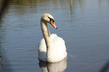 Closeup of swan floating on lake frontal view with selective focus on foreground