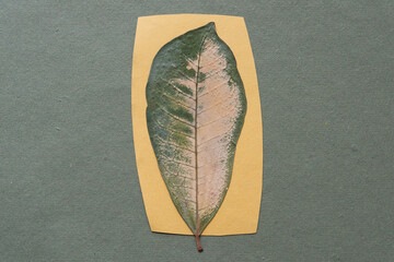 isolated tropical foliage dried flat on paper