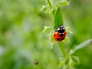 Red ladybird sitting on the green leaf in my garden 
