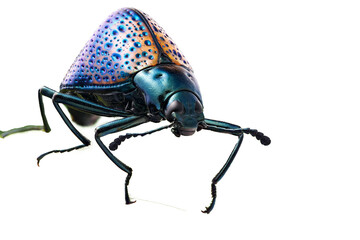 beetle on white background
