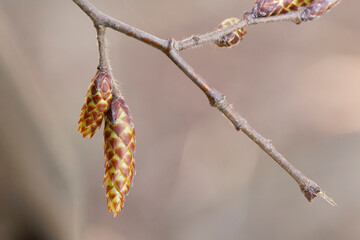 Naklejka premium beech bud Fagus sylvatica in close view in early spring