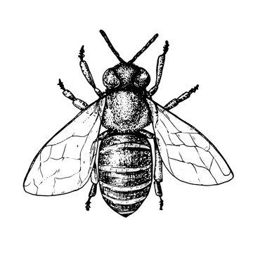 Honey bee sketch. Hand-drawn vector illustration. Vintage drawing.