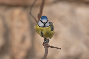 Blue tit on branch