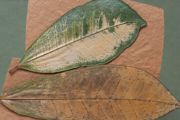 dried tropical leaves on textured paper close up