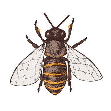 Honey bee. Hand-drawn vector illustration. Vintage drawing.