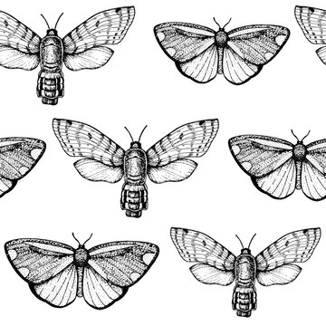 Seamless pattern of flying butterflies. Hand-drawn vector illustration. Butterfly sketch.