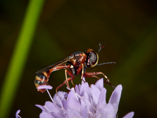 fly on a flower
