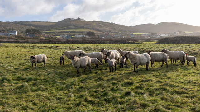 Les brebis Normandes