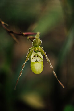 Orqu&iacute;dea Zapatito de Beb&eacute; ( Phragmipedium Boissierianum)