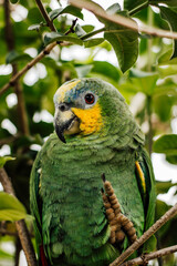 Loro Guaro (Amazona amazonica) en la ciudad de Yurimaguas, Loreto - Perú.