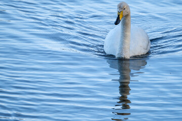 Whooper Swan (Cygnus cygnus), WWT Castle Espie, Bird Centre, Northern Ireland, UK