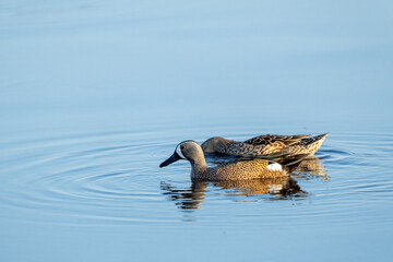 duck on the water