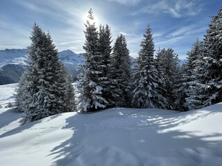 Fototapeta na wymiar Picturesque canopies of alpine trees in a typical winter atmosphere in the Swiss Alps and over the tourist resort of Arosa - Canton of Grisons, Switzerland (Schweiz)