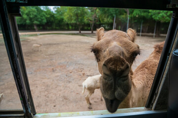 camel at window beg for food from traveller in Kanchanaburi zoo,