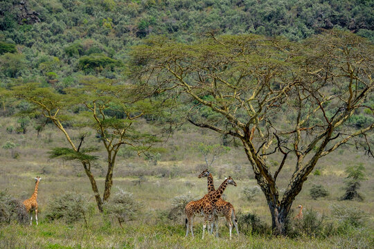 Giraffes under the tree
