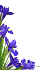 Foto op Plexiglas anti-reflex Purple iris flowers in a floral corner arrangement isolated on white or transparent background © Ortis