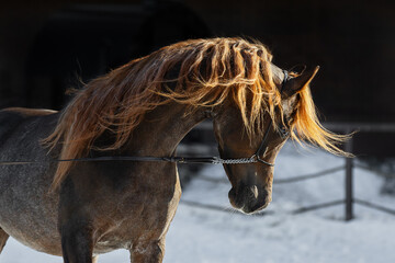 Head of a beautiful chestnut arabian horse with long mane, portrait in motion closeup.