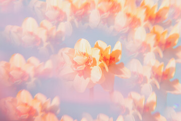 Flowers on a holographic background. The koleidoscope effect. Soft focus.