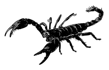 scorpion isolated on white background