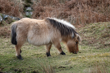 Long hair on the Dartmoor pony