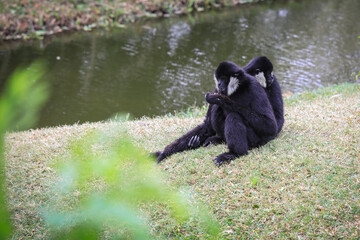 Two Black and White Rare Crested gibbons in the Rain Forest, Thailand