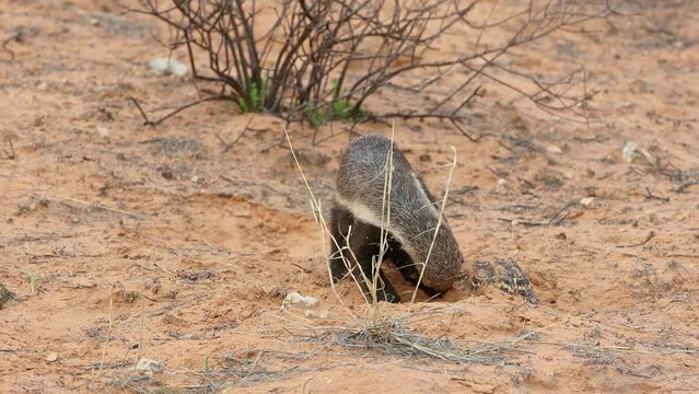 Honey badger (Mellivora capensis) covering a leopard tortoise with sand, Kalahari desert, South Africa