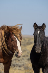 Wild Horses in Autumn in the Desert in Wyoming