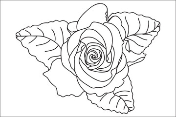 Blooming rose painted with a black outline, intended for cards, prints, tattoos, Valentine's Day, March 8