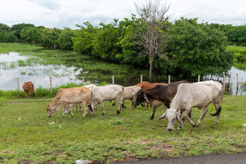 Fototapeta na wymiar Cows grazing on the edge of a fence with a field flooded by an overflowing river in the background. Colombia.