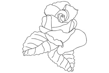 Blooming rose painted with a black outline, intended for cards, prints, tattoos, Valentine's Day, March 8