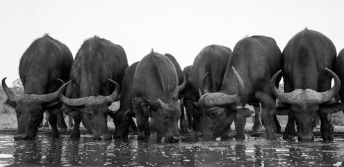 Last round. A herd of buffalo greedily drinking at dusk at Tamboti overnight hide, Zimanga Private Game Reserve, Kwa Zulu Natal, South Africa. - obrazy, fototapety, plakaty
