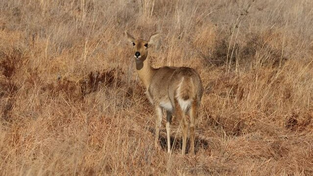 A female southern or common reedbuck (Redunca arundinum) in natural habitat, South Africa