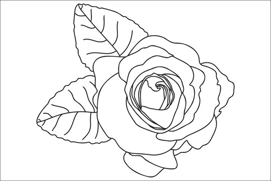 Blooming rose painted with a black outline, intended for cards, prints, tattoos, Valentine's Day, March 8