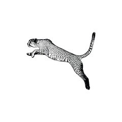 cheetah vector