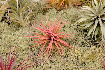Greenhouse Cultivation: Colorful Airplants on Racks