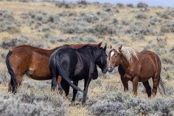 Wild Horses in Autumn in the Desert in Wyoming