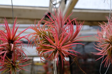 Greenhouse Cultivation: Colorful Airplants on Racks