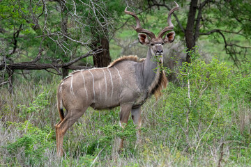 Obraz na płótnie Canvas An impressive greater kudu bull, Zimanga Private Game Reserve, Kwa Zulu Natal, South Africa.