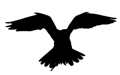 silhouette of an eagle