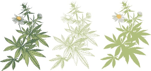 Hand drawn vector botanical illustration of hemp, marijuana plant, medicinal herb