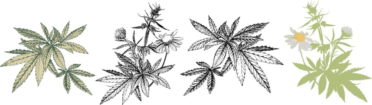A hand drawn vectorised botanical illustration of a medicinal marijuana plant, hemp, herb  