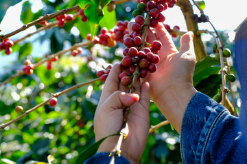Red coffee berry picking in coffee plantation, coffee harvesting, Arabica coffee been harvesting.