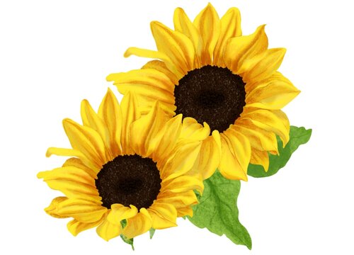 Sunflower  PNG Images with Transparent Background